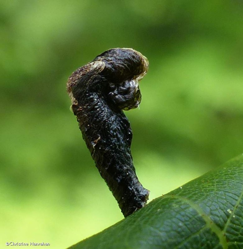 Pistol casebearer moth case (Coleophora)