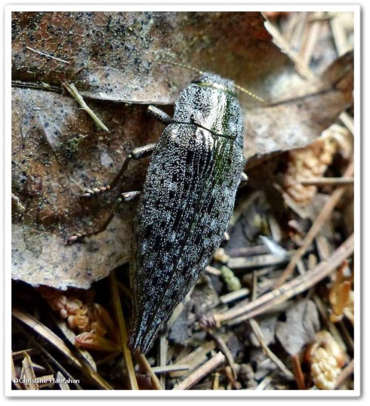 Metallic wood-boring beetle (Dicerca sp.?)
