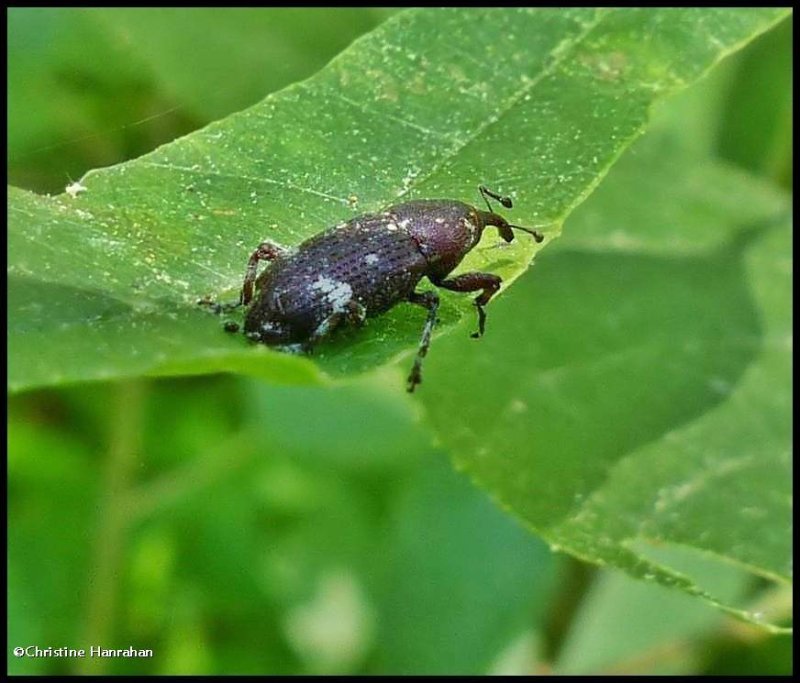 Weevil (<em>Pissodes</em> sp.)