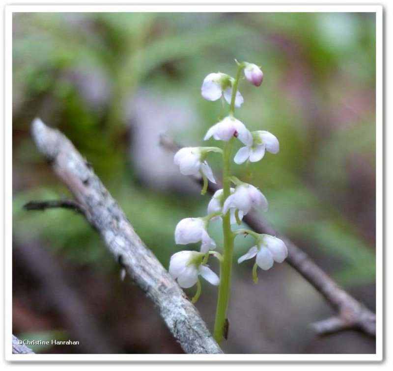 Shinleaf Pyrola (Pyrola elliptica)