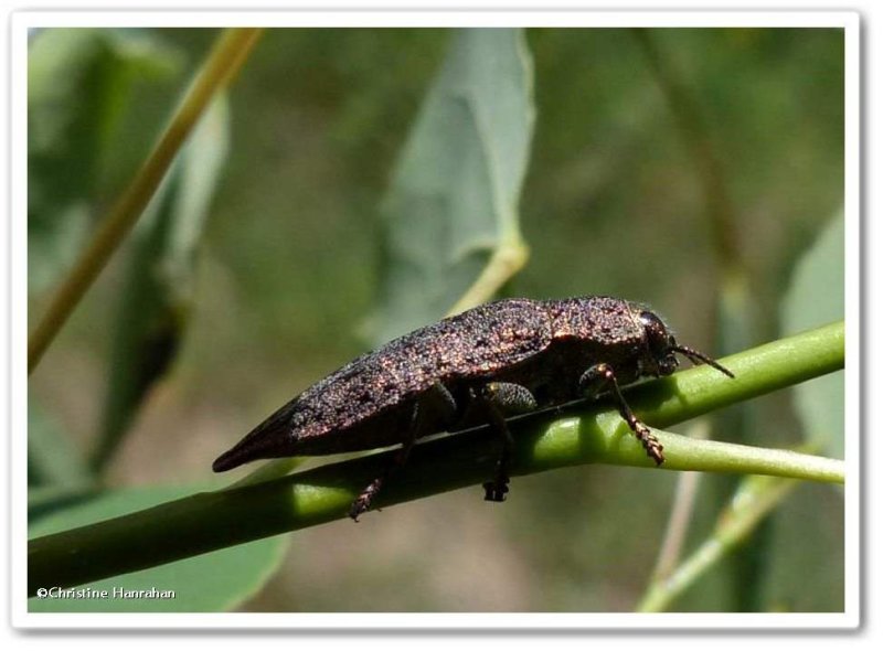 Metallic wood-boring beetle (Dicerca tenebrica)