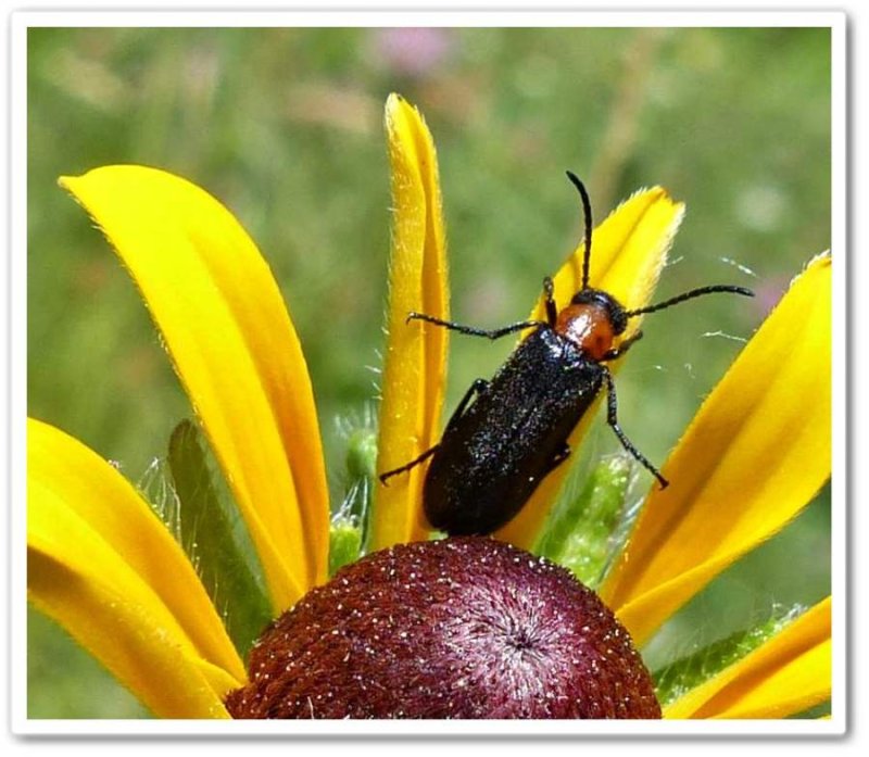 Blister beetle (Nemognatha nemorensis)