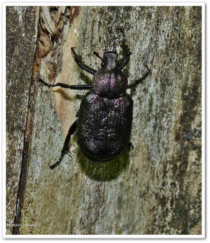 Scarab beetle (<em>Osmoderma scabra</em>)