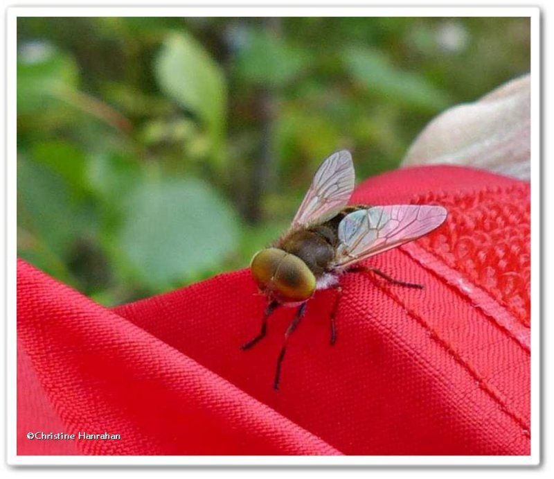 Horse fly  (Atylotus sp.)