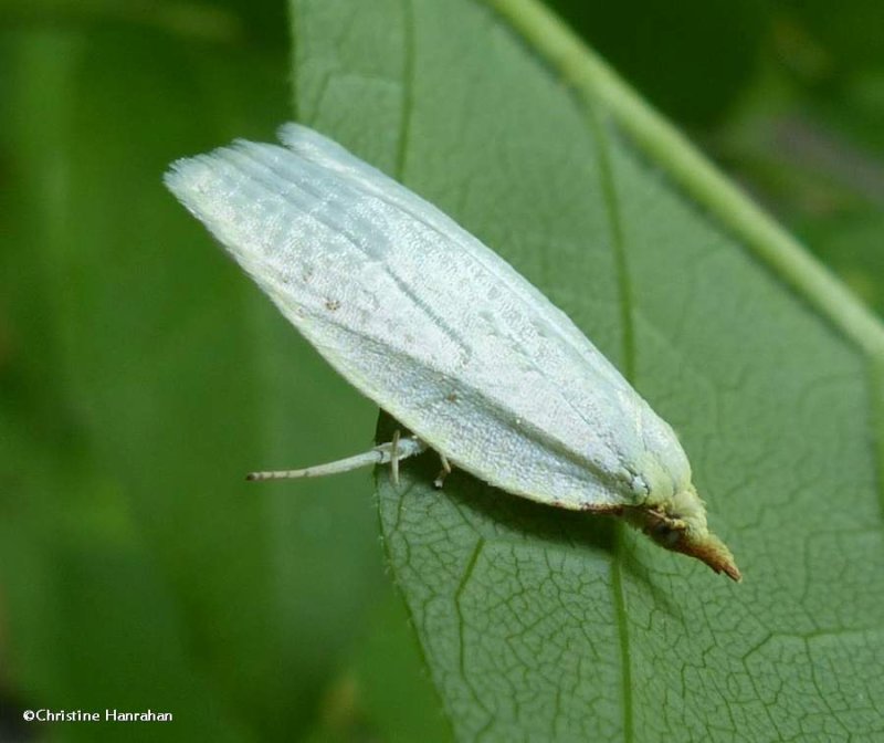 Maple-basswood leafroller moth  (Cenopis pettitana), #3725