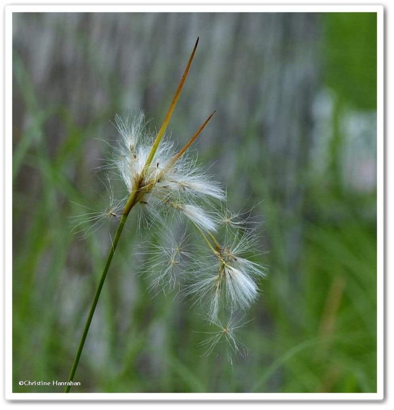 Slender cotton-grass (Eriophorum viridi-carinatum)