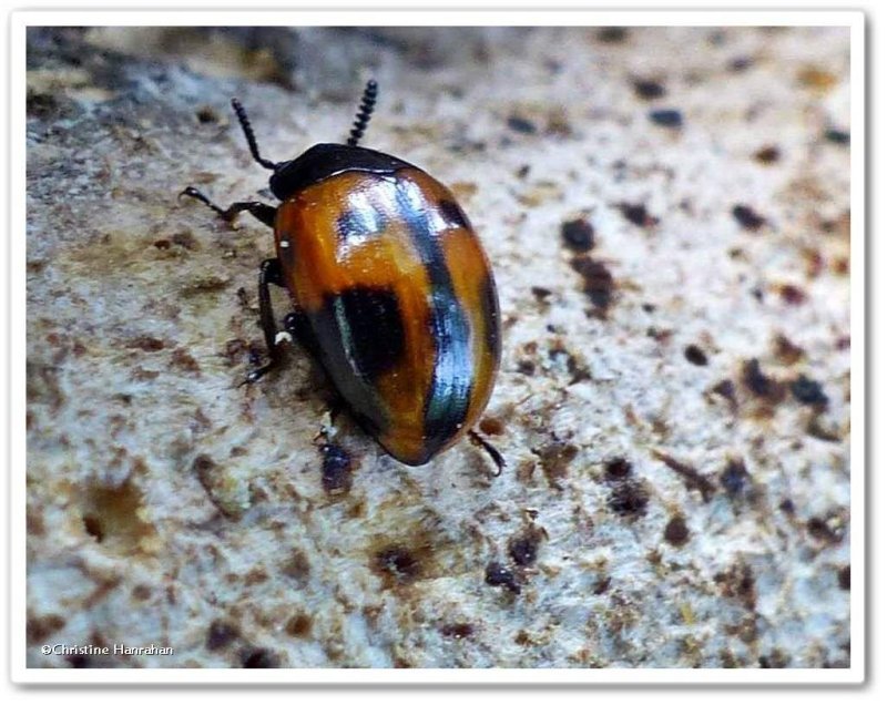 Darkling Beetle  (Diaperis maculata)