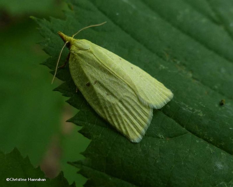 Maple-basswood leafroller moth (Cenopis pettitana), #3725