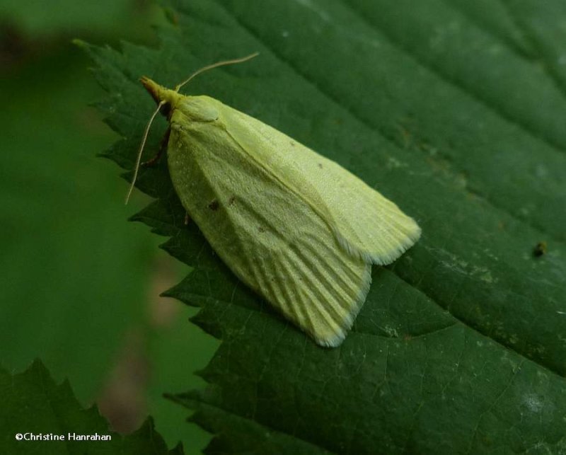 Maple-basswood leafroller moth  (Cenopis pettitana), #3725