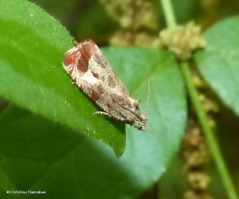 Leafroller moth (Olethreutes hamameliana), #2804