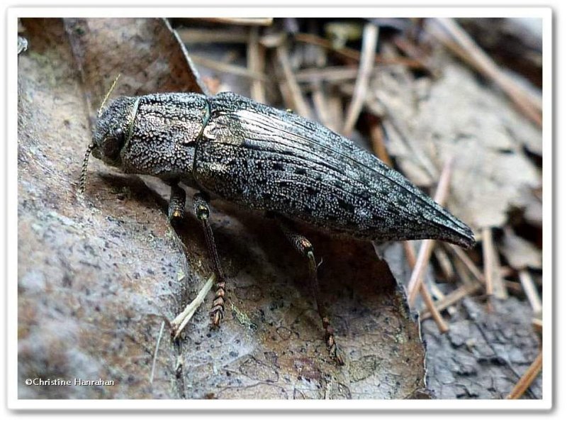 Metallic wood-boring beetle (Dicerca sp.)