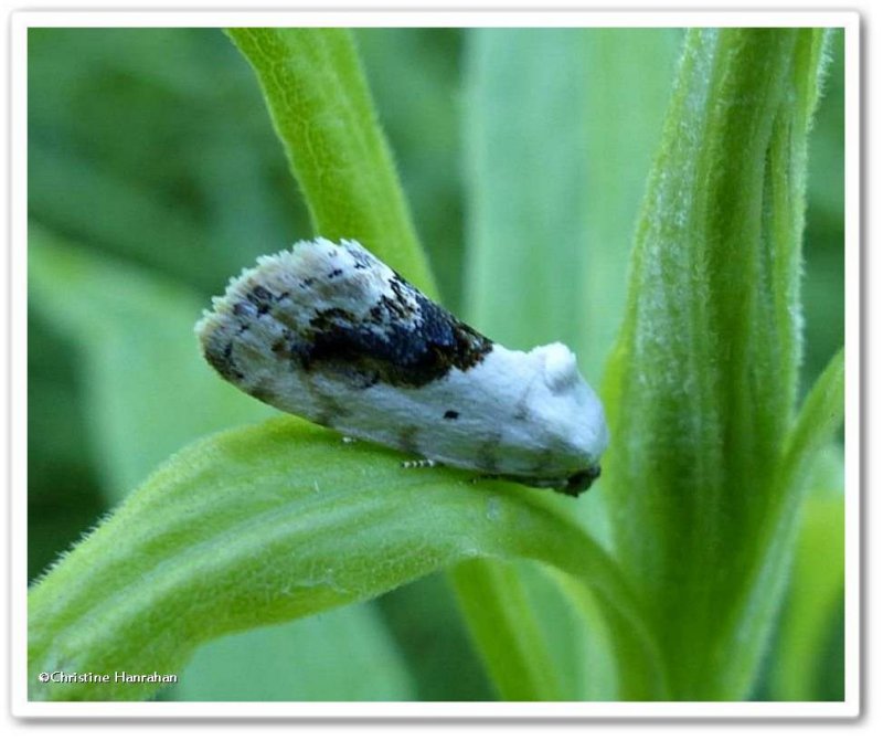 Small bird-dropping moth (Ponometia erastrioides), #9095