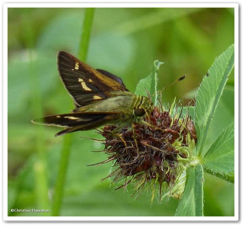 Little glassywing skipper (Pompeius verna )