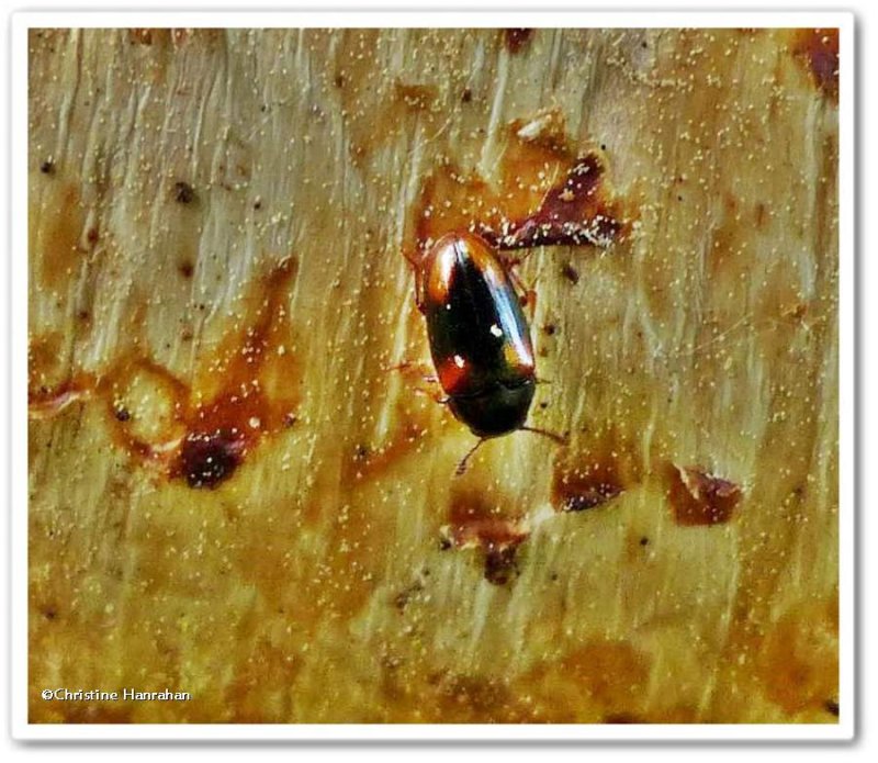 Pleasing fungus beetle (Dacne quadrimaculata)