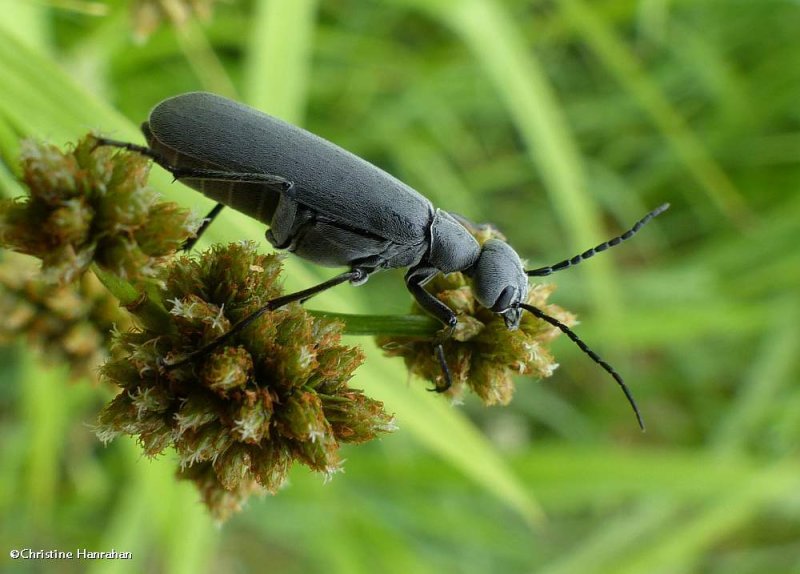 Blister beetle (Epicauta murina)