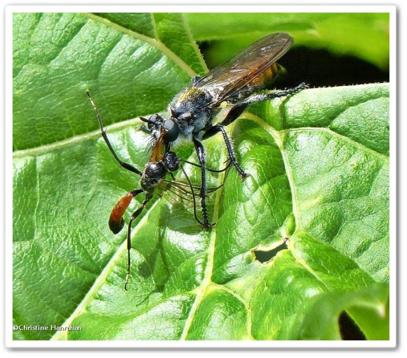 Robber fly (Laphria)  with wasp
