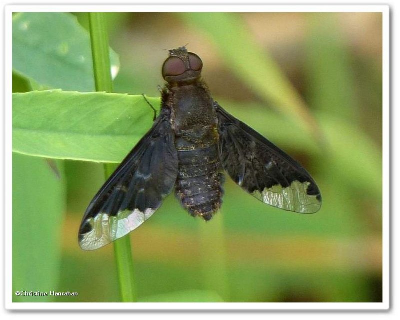 Bee fly (Hemipenthes sinuosa)