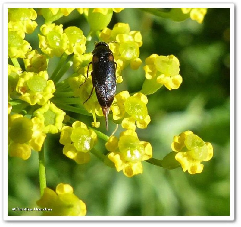 Tumbling flower beetle (Mordellochroa scapularis)
