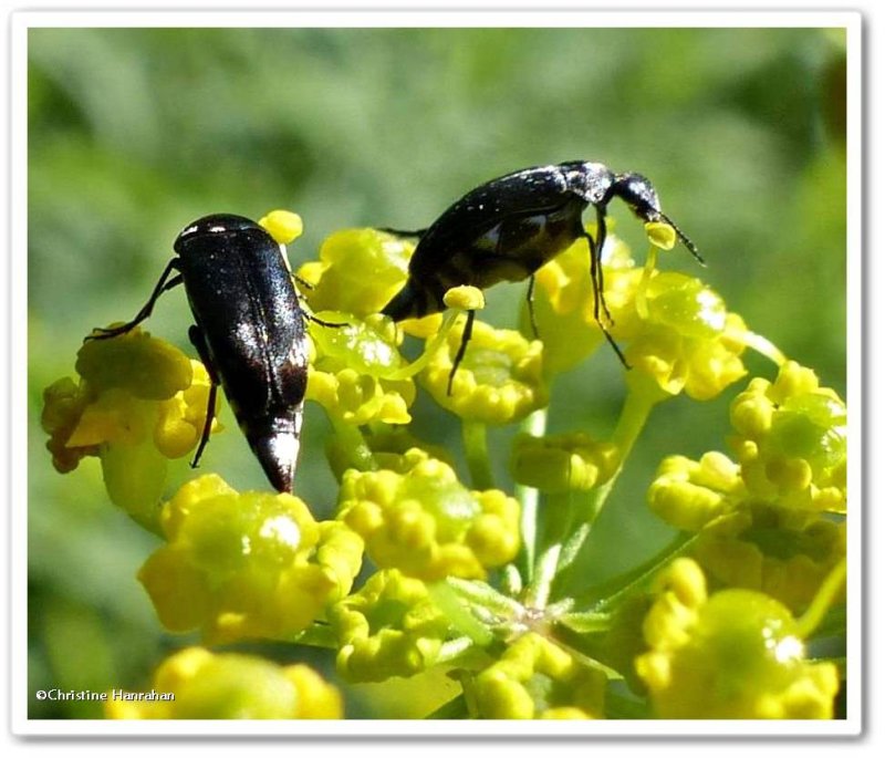 Tumbling flower beetles, possibly Mordella lunulata