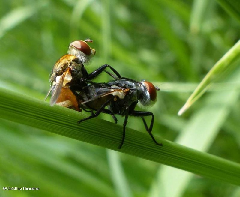 Tachinid flies (Gymnoclytia sp.)