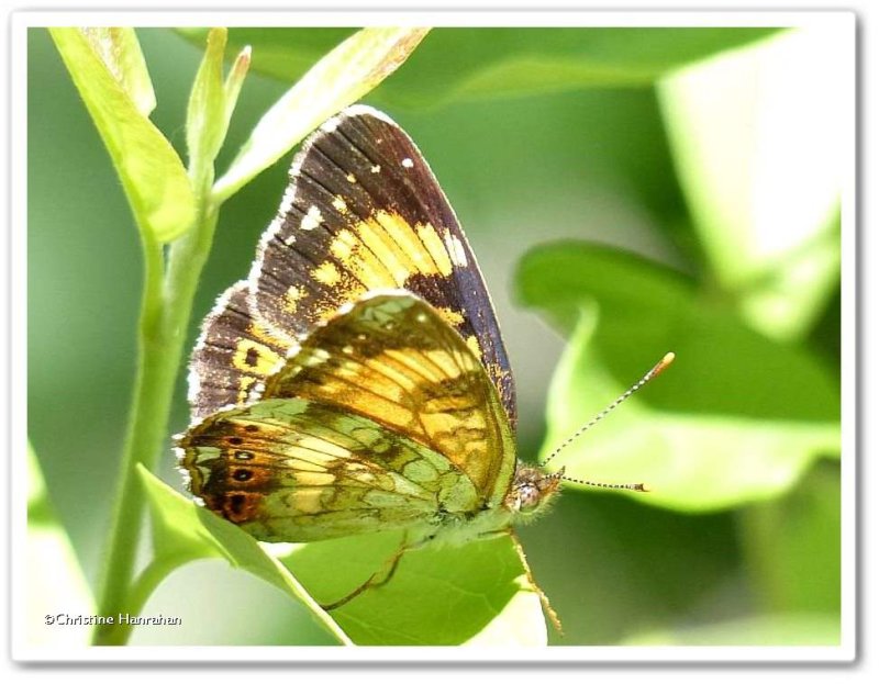 Silvery checkerspot butterfly (Chlosyne nycteis)