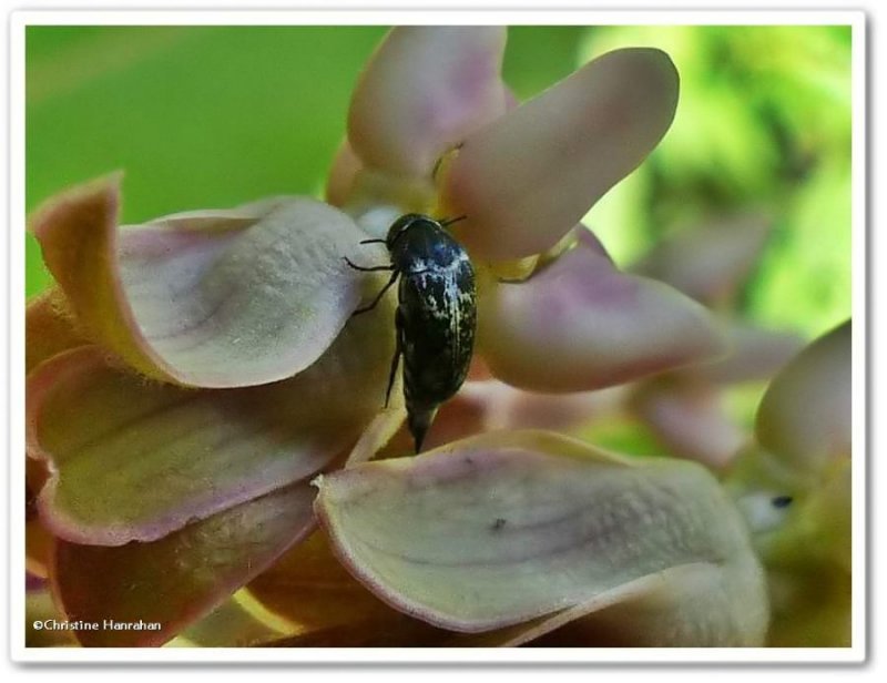 Tumbling flower beetle, possibly <em>Mordella marginata</em>