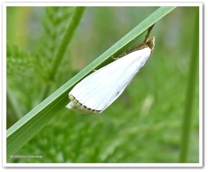 Snowy urola moth (Urola nivalis), #5464