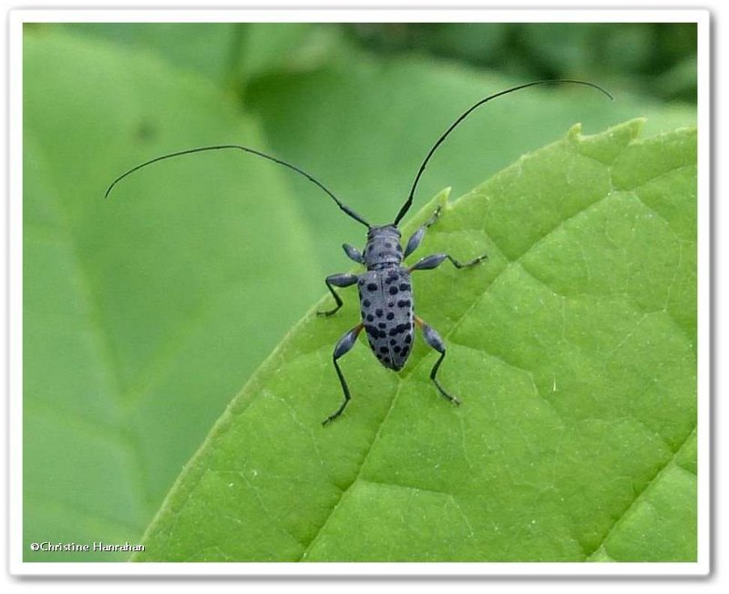 Longhorn beetle (Hyperplatys aspersa)