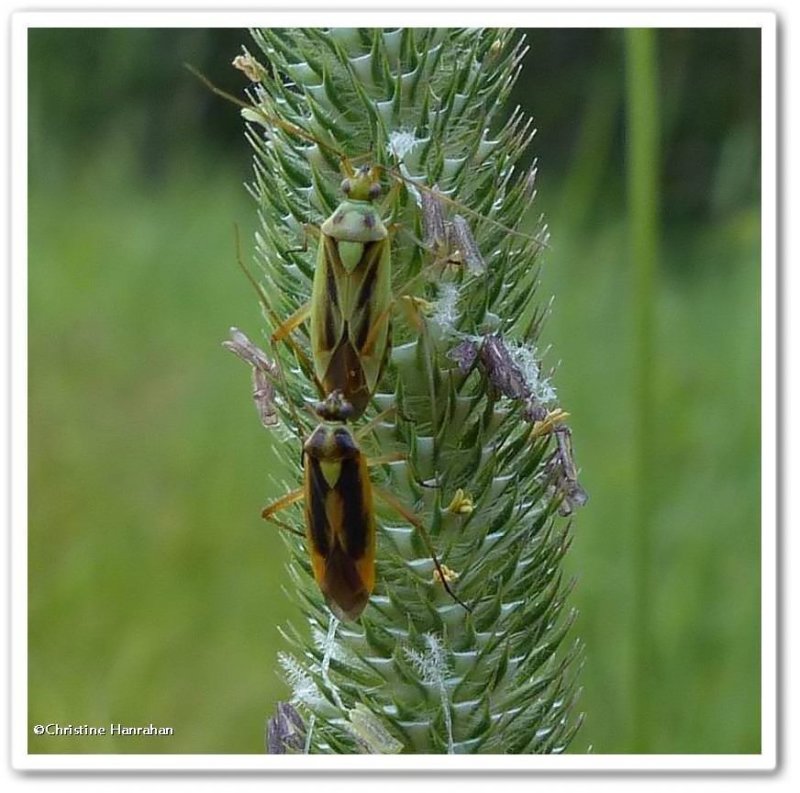 Plant bugs (Stenotus binotatus)