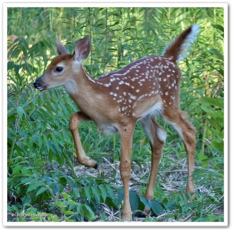 White-tailed deer fawn