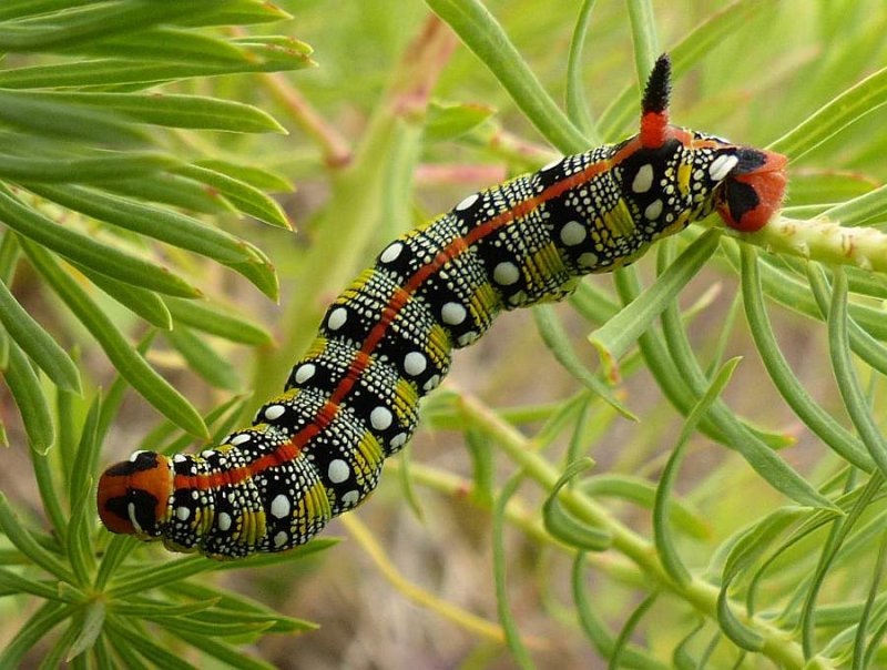 Spurge hawkmoth caterpillar (<em>Hyles euphorbiae</em>), #7892