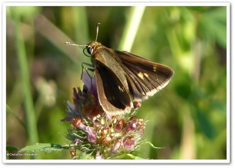 Northern broken-dash skipper (Wallengrenia egeremet</em)