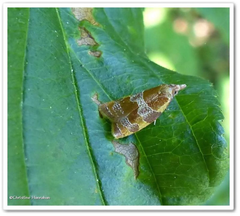 Spring dead-leaf roller moth (Sparganothis diluticostana), #3716
