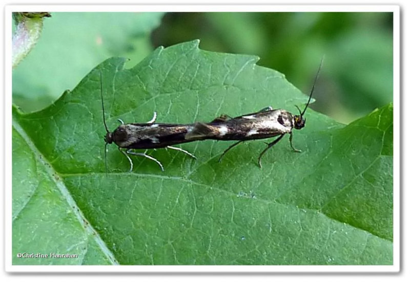 Twirler moths (Landryia impositella), #1662