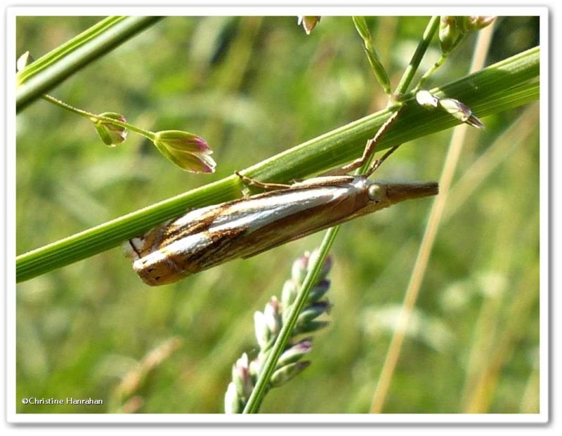 Double-banded grass veneer moth (Crambus agitatellus), #5362