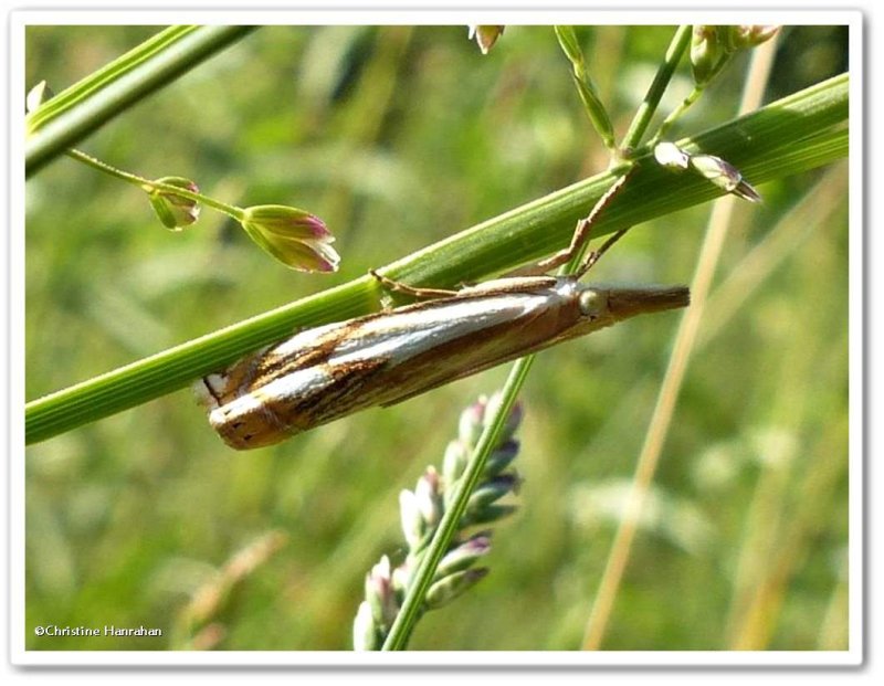 Double-banded grass veneer moth (Crambus agitatellus), #5362