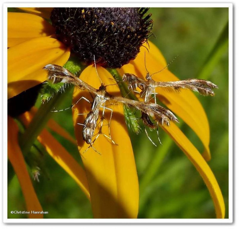 Plume moths (Dejongia lobidactylus), #6102