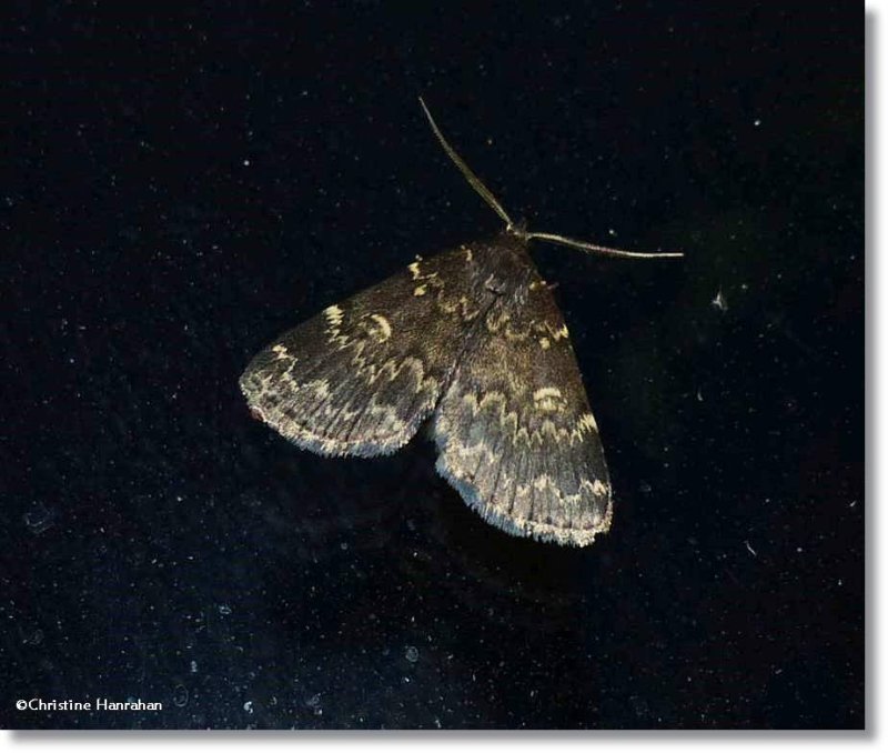 Glossy black idia moth (<em>Idia lubricalis</em>), #8334