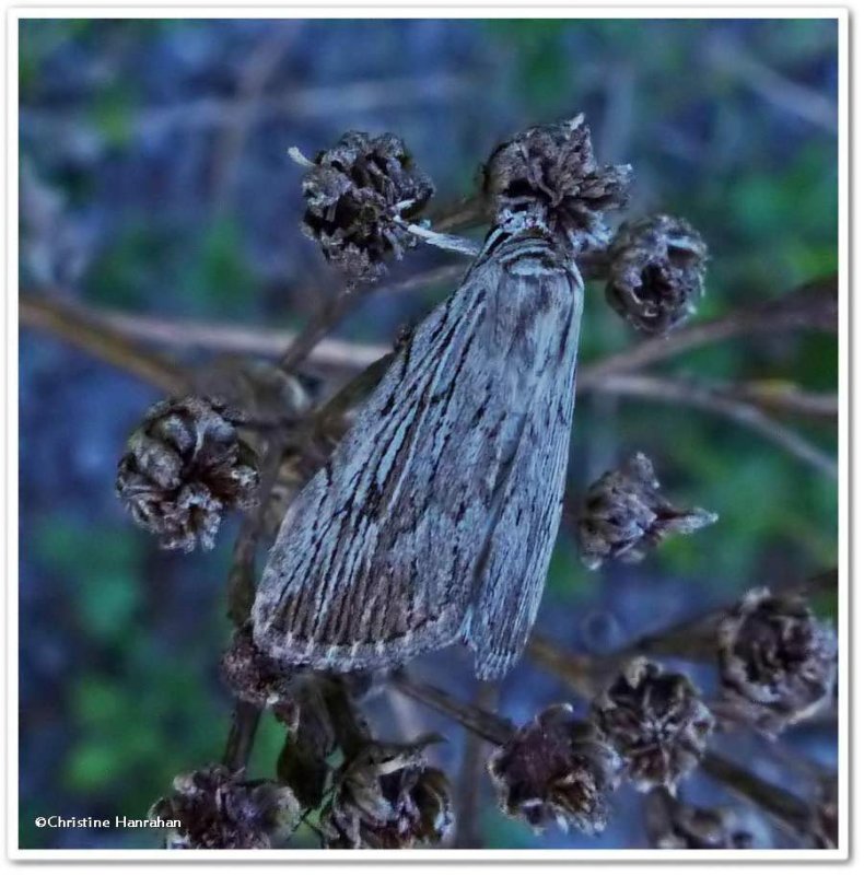 Moth (Eribidae??)