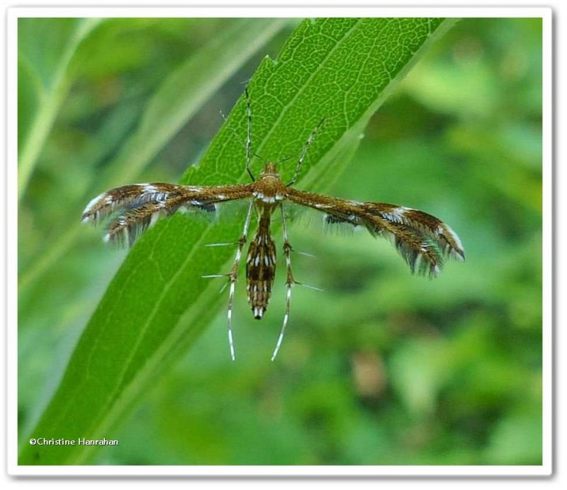 Plume moth (Dejongia lobidactylus), #6102