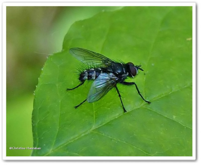 Parasitic fly (Tachinidae)