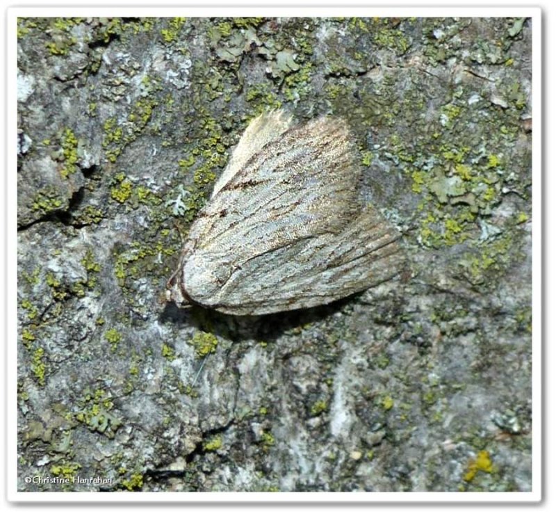 Three-lined balsa moth  (Balsa tristrigella), #9663