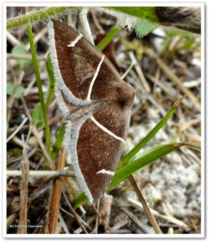 Short-lined chocolate moth (Argyrostrotis anilis), #8764