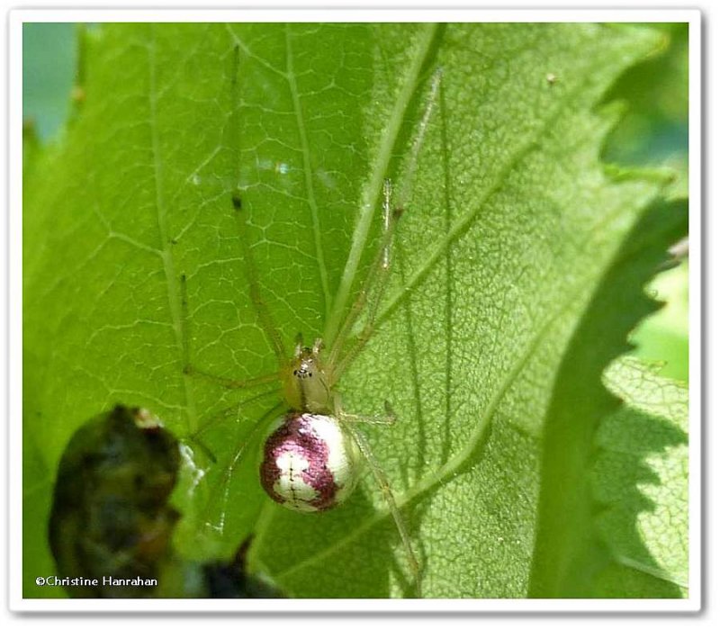 Cobweb spider (Enoplognatha ovata)