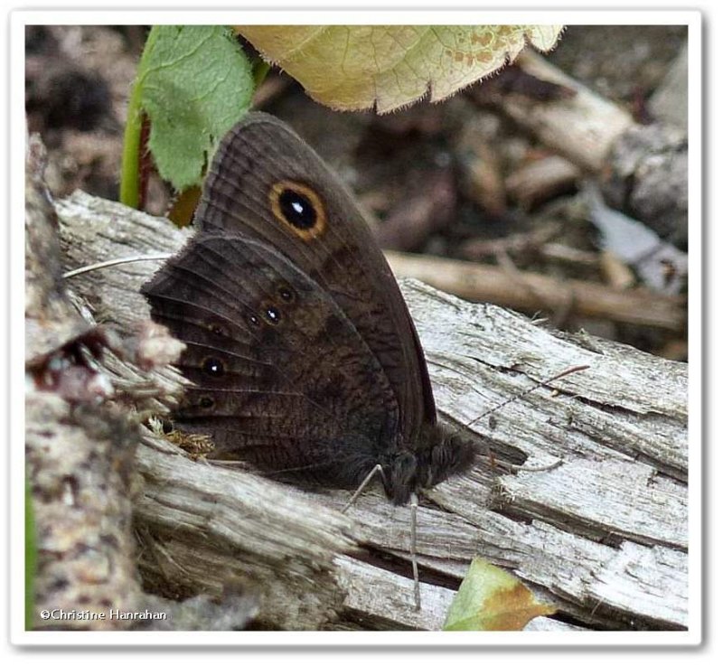 Common wood nymph  (Cercyonis pegala)