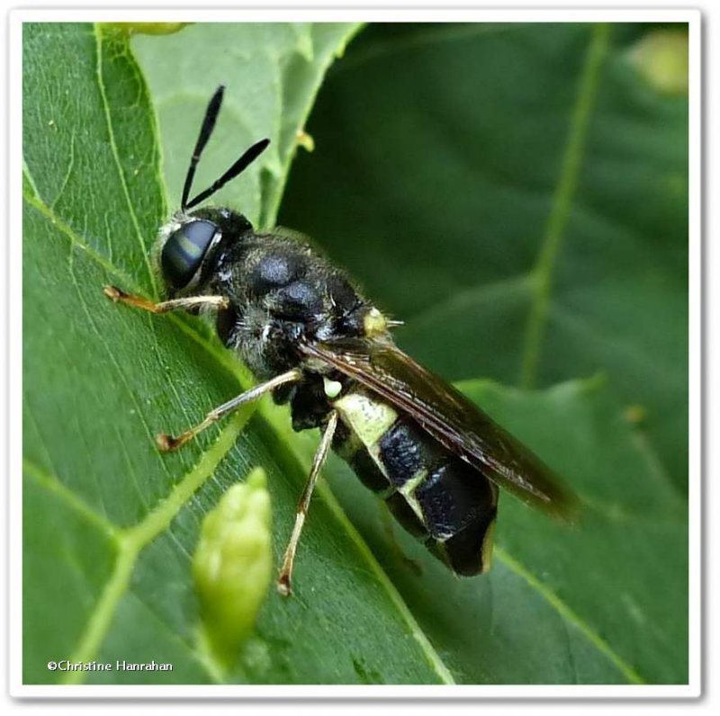 Soldier fly (Stratiomys norma)?