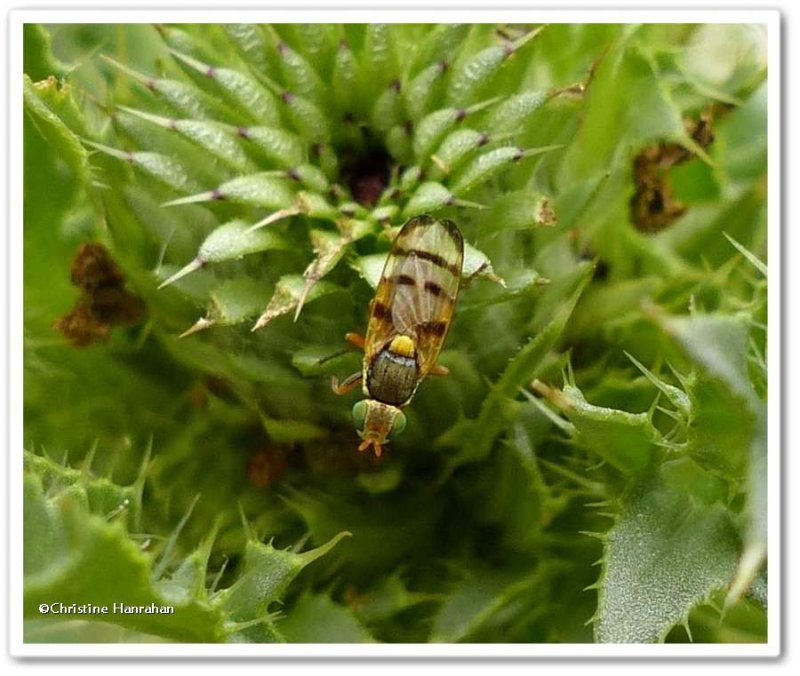 Knapweed gall fly (Urophora affinis)