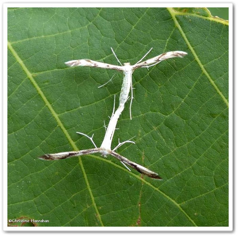 Mating plume moths (Hellinisia sp.?)