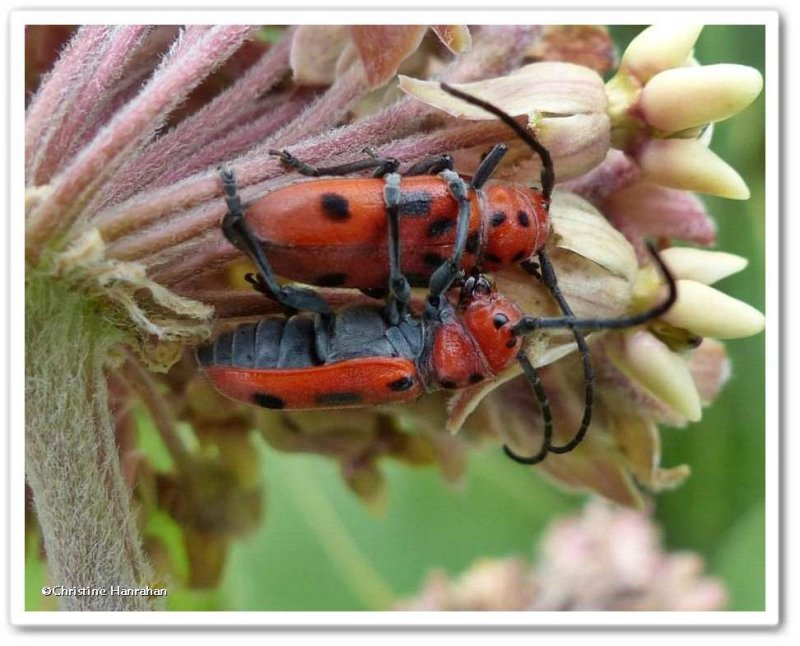 Milkweed beetles  (Tetraopes tetrophthalmus)