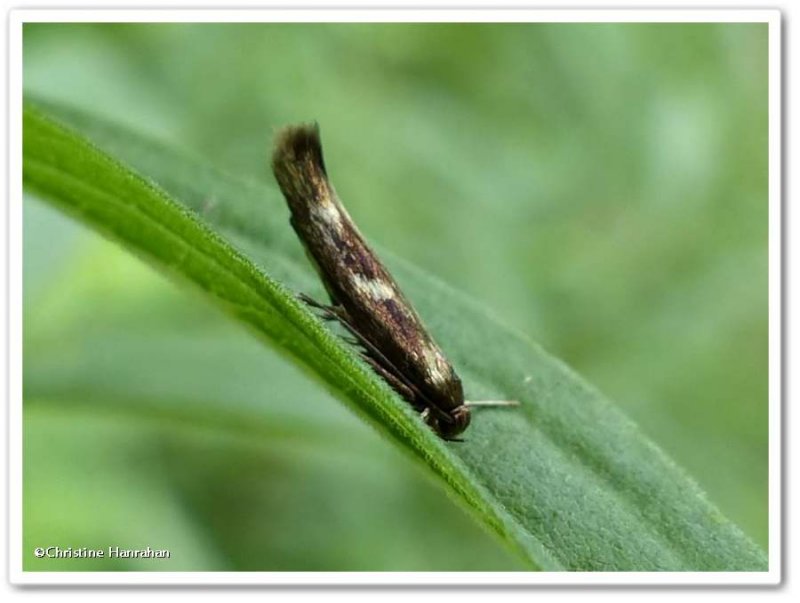 Twirler moth (Landryia impositella), #1662